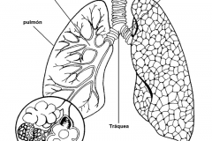 dibujo-de-pulmones