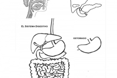 dibujo-de-sistema-digestivo