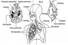 dibujos-del-aparato-respiratorio